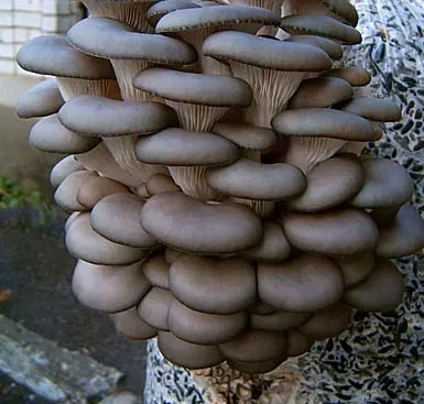 Продаю свіжі Гливи (вешанка) оптом - фото № 1