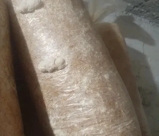 Грибні блоки вешенки на продаж - фото № 1