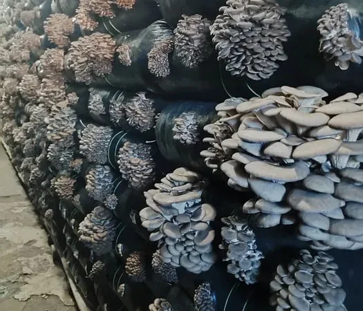 Грибні блоки вешенки на продаж - фото № 1