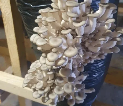 Продажа проинкубированных грибных блоков вешенки - фото № 1