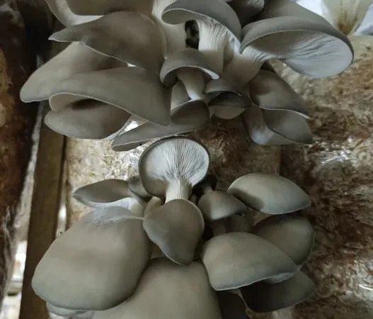 Свіжі вешенки на продаж - фото № 1