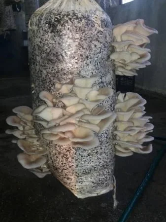 Грибні блоки вешенки для плодоношення - фото № 1