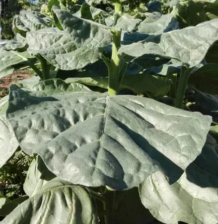 Махорка тютюн насіння - фото № 1