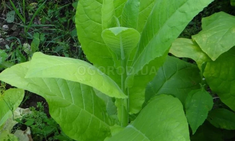 Насіння тютюну «Virginia» (Вірджинія) - фото № 1