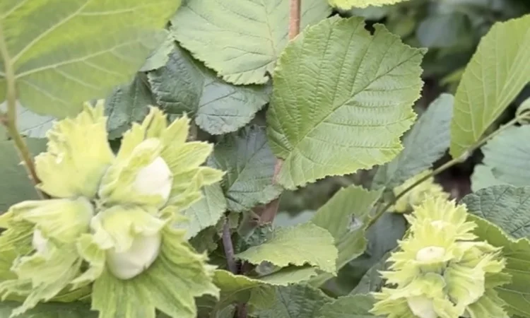 Продам саджанці фундука - фото № 2