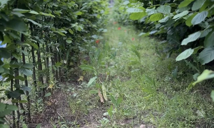 Продам саджанці фундука - фото № 3