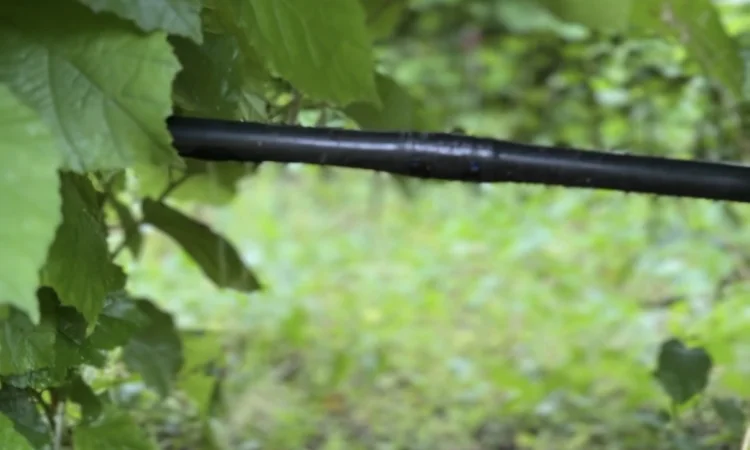 Продам саджанці фундука - фото № 1