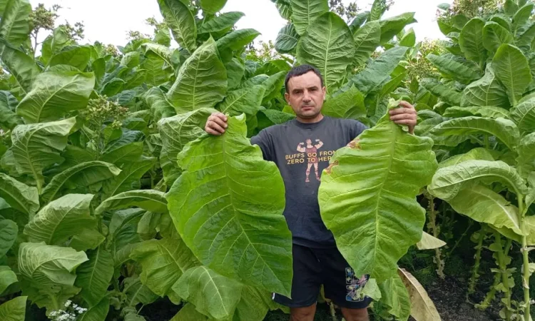 Насіння тютюна сорт Берлей46 - фото № 1