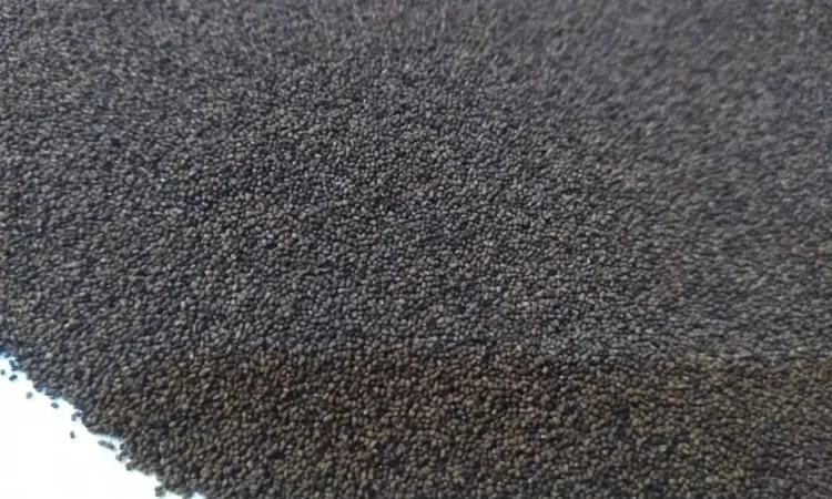 Насіння тютюну берлей вірджінія меленіум - фото № 1