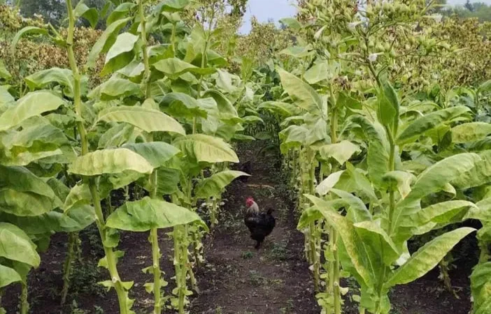 Продам насіння тютюну, тютюн не продаю ! - фото № 1