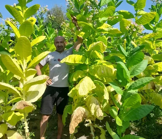 Насіння тютюну " Вірджинія" - фото № 1