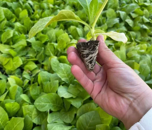 Насіння тютюну Берлей 46. - фото № 1