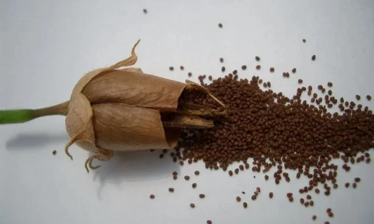 Продам насіння тютюну - фото № 1