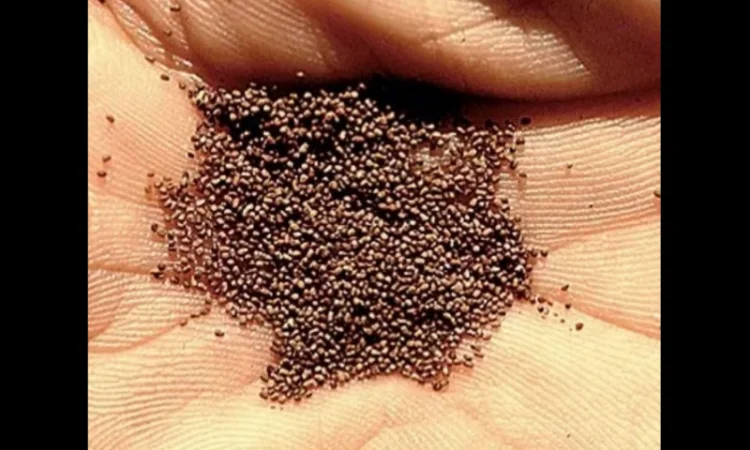 Продам насіння тютюну - фото № 1