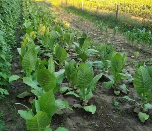 Насіння тютюну вірджинія гавана - фото № 1