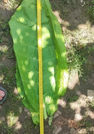 Насіння табака продам - фото № 1