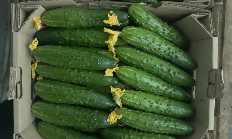 Свіжі огірки на продаж - фото № 1