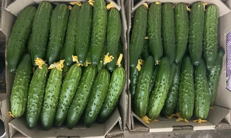 Свіжі огірки на продаж - фото № 2