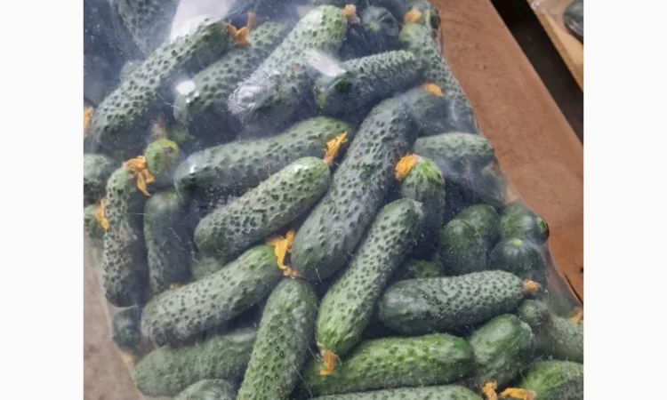 Свіжі огірки для салатів і переробки - фото № 1