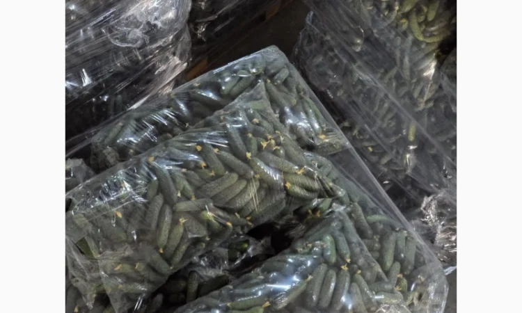 Свіжі огірки для салатів і переробки - фото № 2