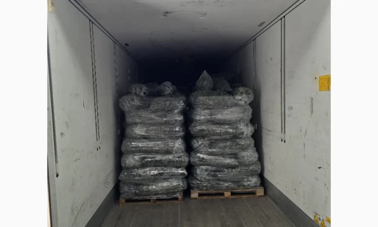 Свіжі огірки для салатів і переробки - фото № 3