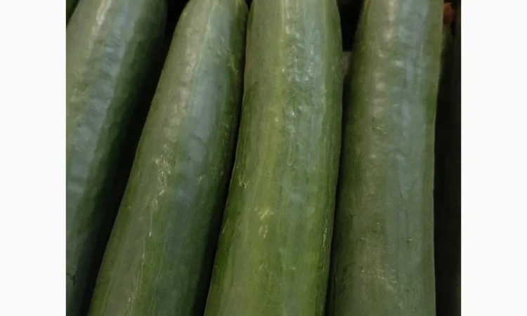 Куплю огурец тепличный длинный и короткий - фото № 1