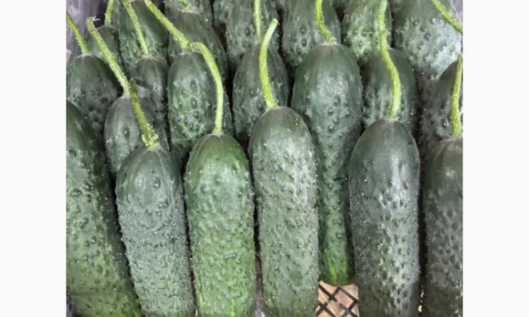 Огірки Туреччина на продаж - фото № 1