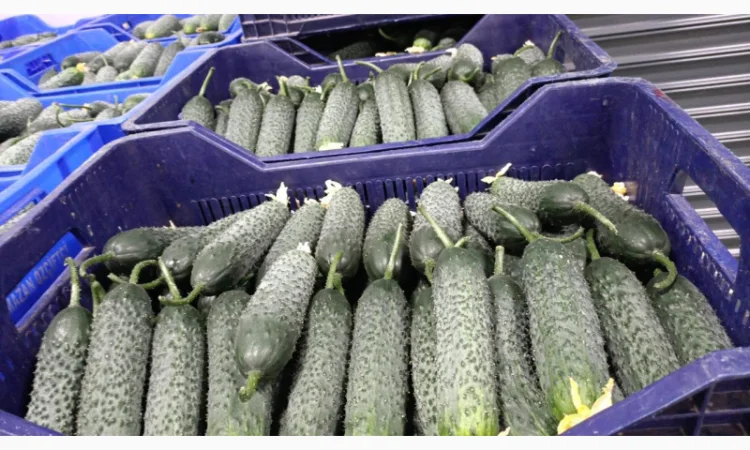 Огірки гуртом - фото № 1