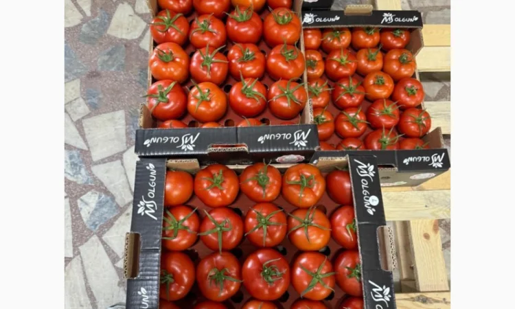 Огірки гуртом - фото № 2