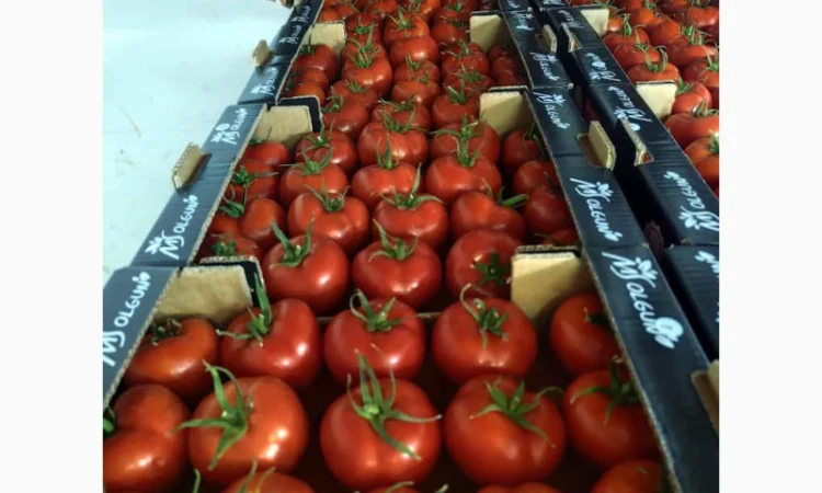 Огірки гуртом - фото № 3