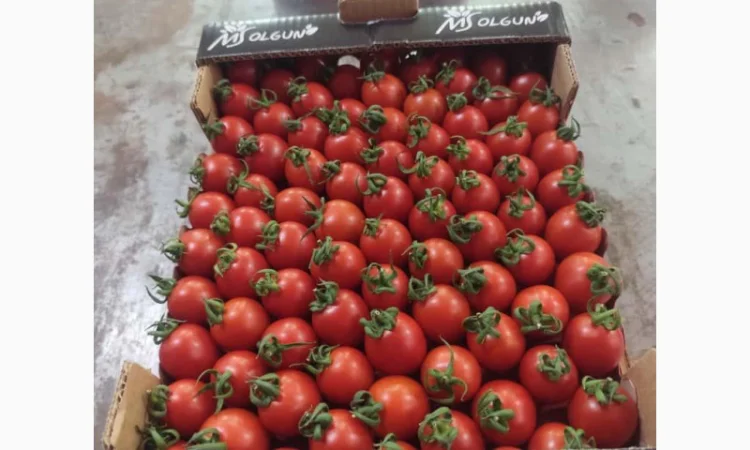 Огірки гуртом - фото № 4