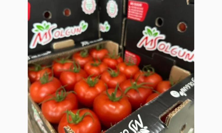 Огірки гуртом - фото № 6