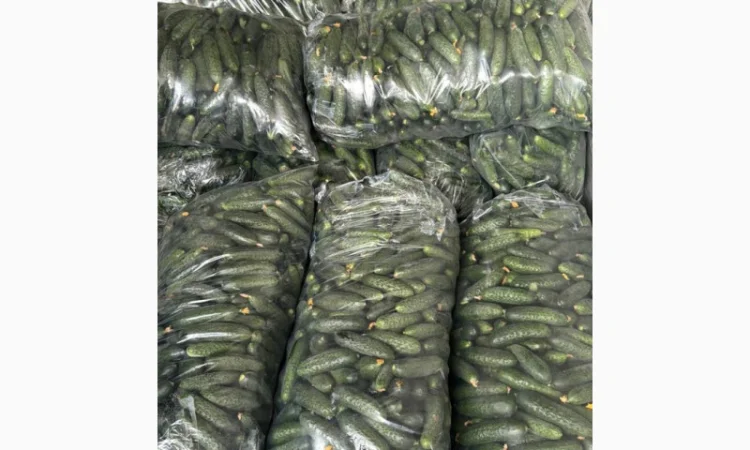 Продаж огірків Румунія - фото № 1