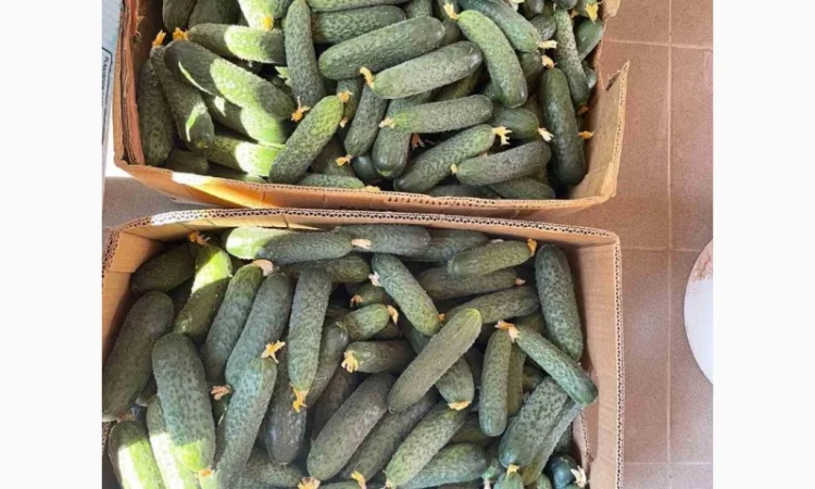 Свіжі огірки з Закарпатської області - фото № 1