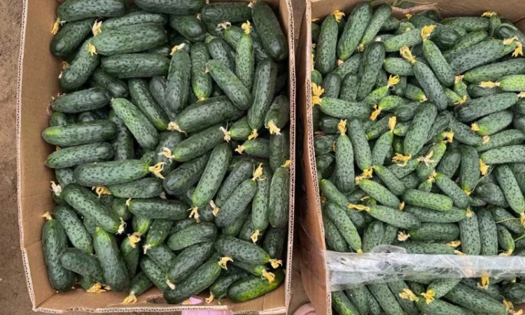 Свіжі огірки з Закарпатської області - фото № 2