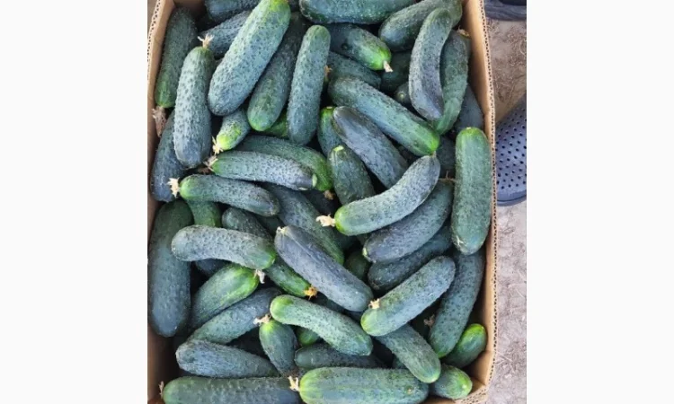 Свіжі огірки з Закарпатської області - фото № 3