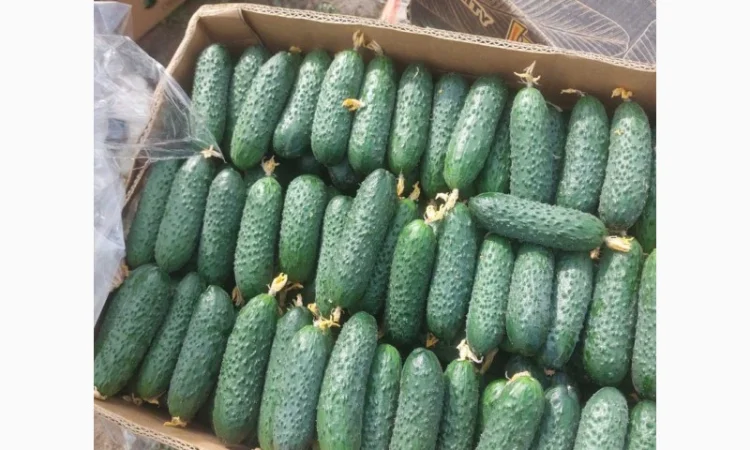 Огірок Закарпаття на продажу - фото № 1