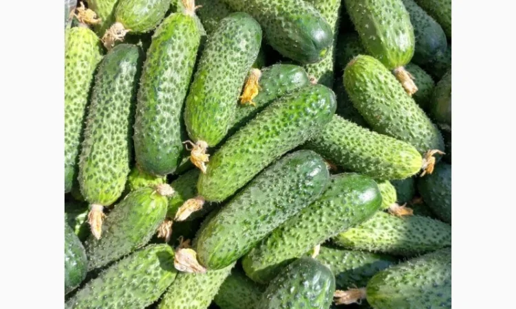 Тепличний огірок оптом - фото № 1