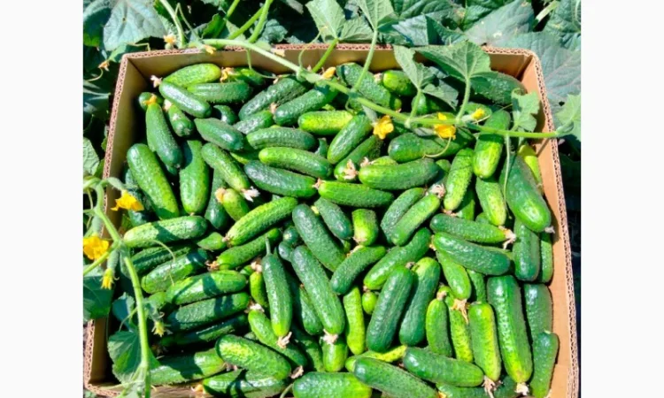 Грунтовий огірок сорту Пролікс на продаж оптом - фото № 1