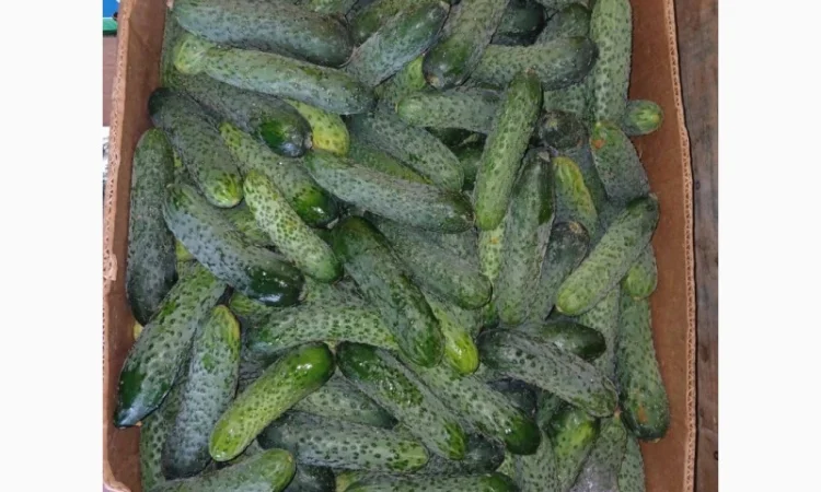 Продаж огірків оптом - фото № 1