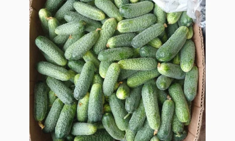 Продаж огірків оптом - фото № 2
