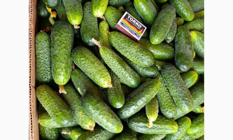 Продаж огірків оптом - фото № 3