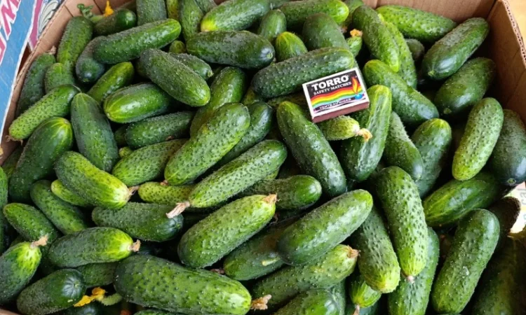 Продаж огірків оптом - фото № 4