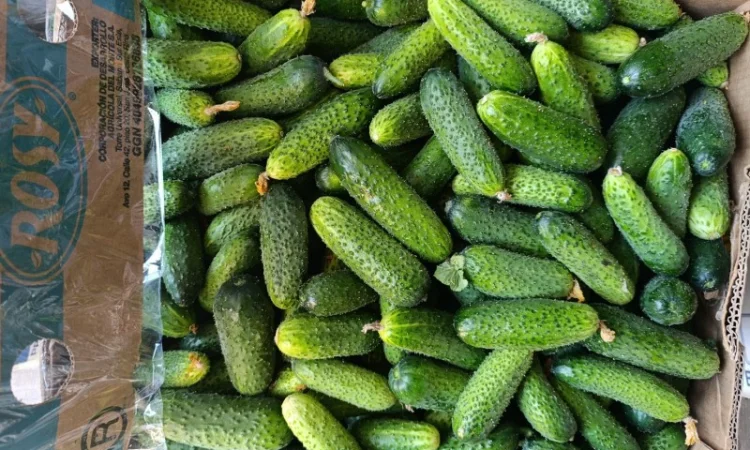 Продаж огірків оптом - фото № 5