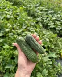 Огірки відкритого ґрунту 9–12 см, гуртом від 10 т - фото № 1