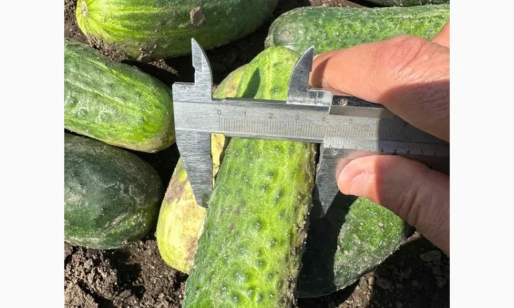 Грунтовий огірок оптом від 7 тонн - фото № 1