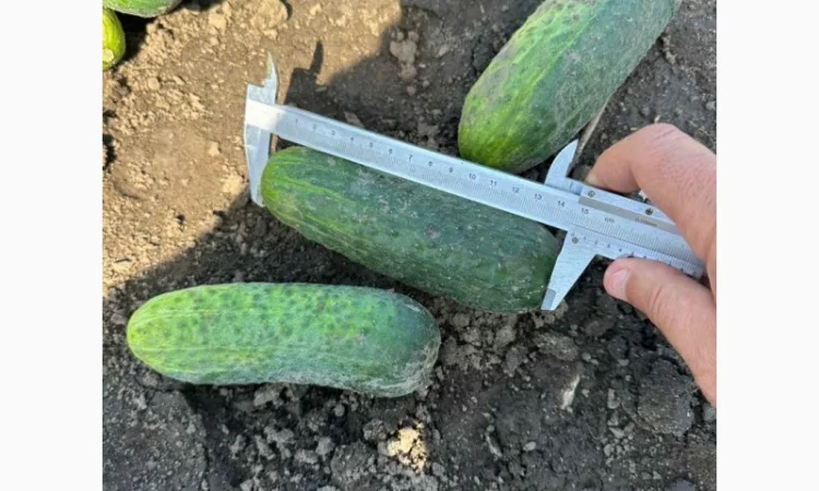 Грунтовий огірок оптом від 7 тонн - фото № 2