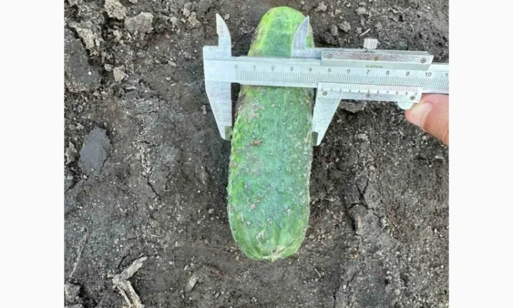 Грунтовий огірок оптом від 7 тонн - фото № 3