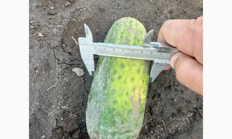 Грунтовий огірок оптом від 7 тонн - фото № 4