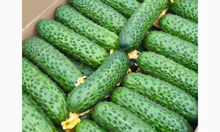 Закупка свежих огурцов в Киеве - фото № 1